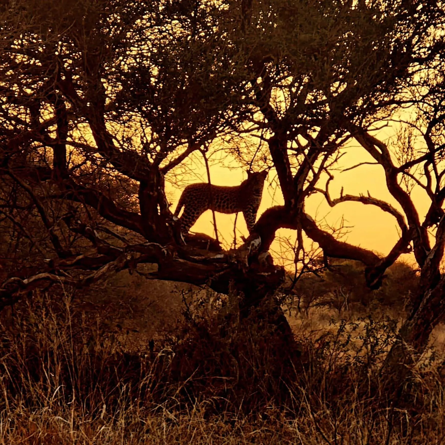 A bushbuck silhouetted in a thorn tree against a golden sunset